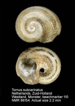 Tornus subcarinatus (2).jpg - Tornus subcarinatus (Montagu,1803)
